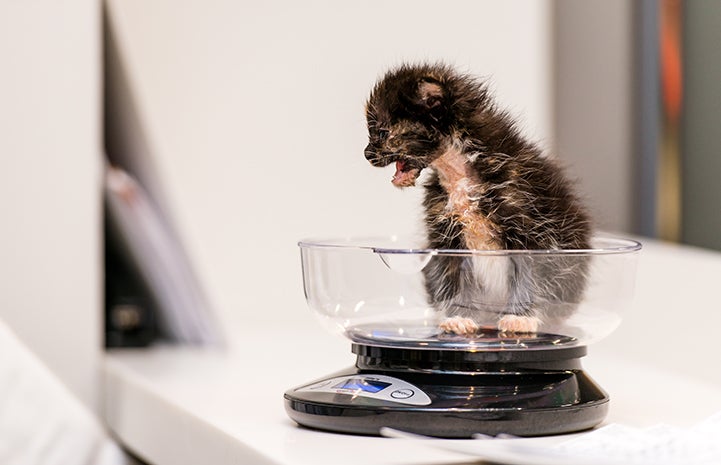 Meowing black and white kitten sitting in a scale