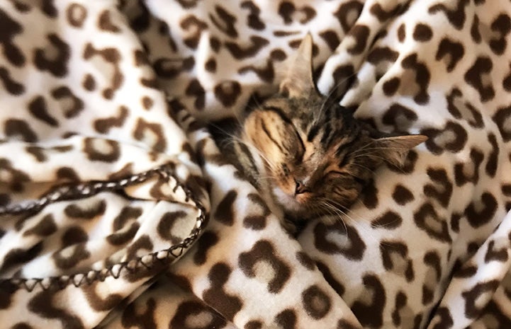 Rapunzel the kitten sleeping under a leopard print blanket with only her head sticking out