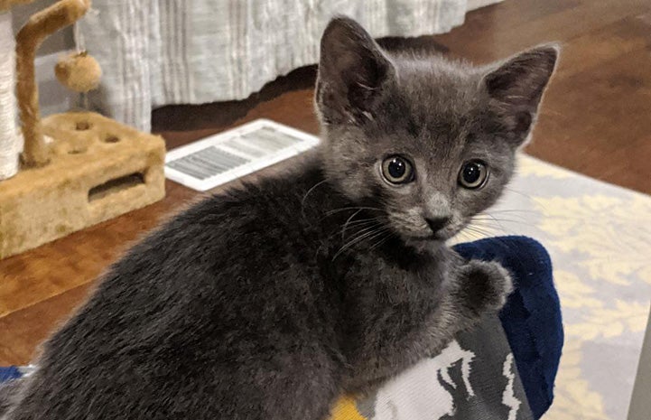 Shinji the gray kitten looking over his shoulder toward the camera