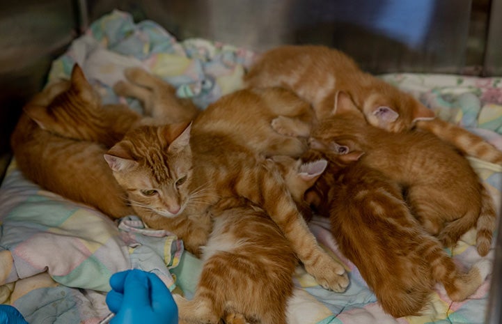 Pile of orange tabby kittens in a kennel