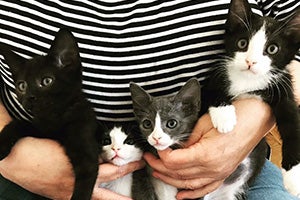 Person holding a litter of four kittens
