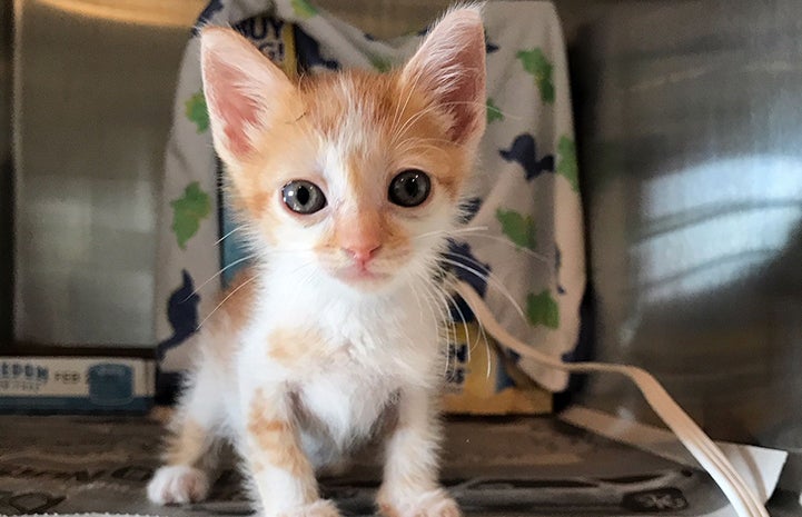 Cream and white kitten in a kennel from the Central Oklahoma Humane Society