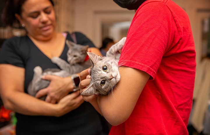 Person holding a gray tabby cat in his or her arms while the cat looks at the camera, with a woman behind them holding another cat