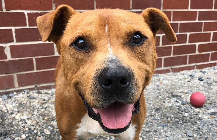 A smiling Seymour, the brown and white pit bull terrier type dog, in front of a red brick wall