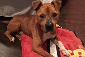 Seymour, a brown and white pit bull terrier type dog lying on a red blanket