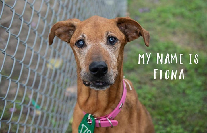 Fiona the brown dog next to a fence with the words, My name is Fiona