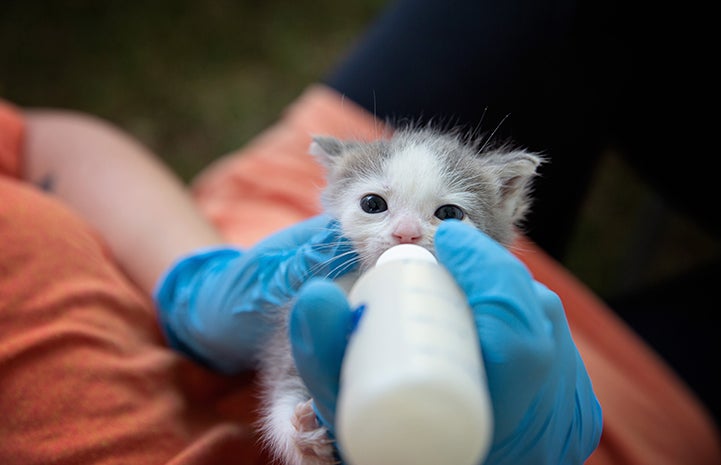 A gray and white neonatal kitten being fed with a bottle at the A tent with human and dog activity at the NKLA Pet Super Adoption