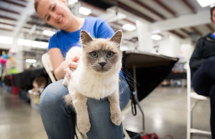 Smiling woman in a blue T-shirt holding a gray and white Siamese cat with blue eyes on her lap at the May the 4th NKUT Super Adoption