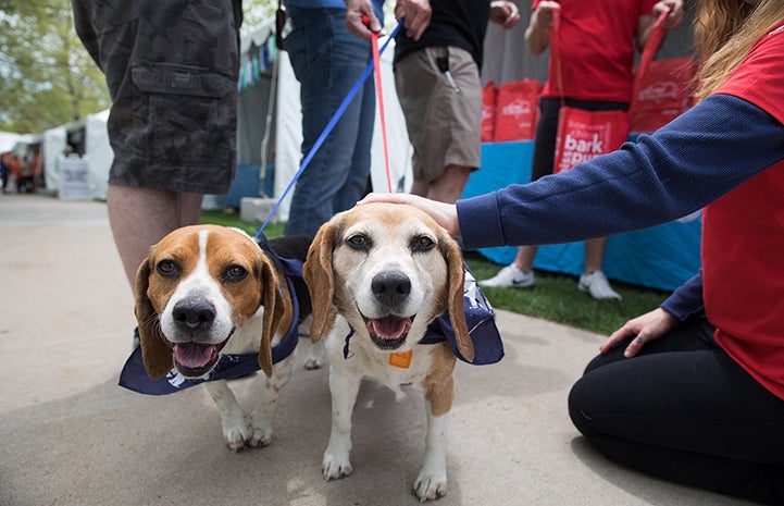 Two beagles, Luke and Leia, on leashes and getting adopted at the May the 4th NKUT Super Adoption