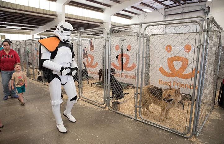 A person dressed as a Star Wars stormtrooper looking into kennels with dogs in them at the May the 4th NKUT Super Adoption event