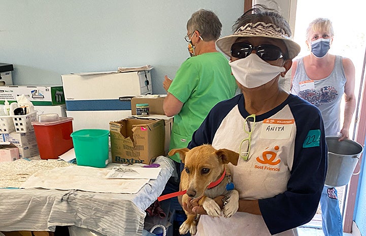 Masked volunteer carrying a small brown dog at the clinic