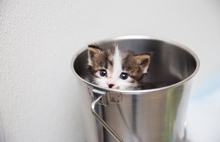 Dr. Tiny Cat, a tabby and white kitten, peeking out of a tiny stainless steel bucket