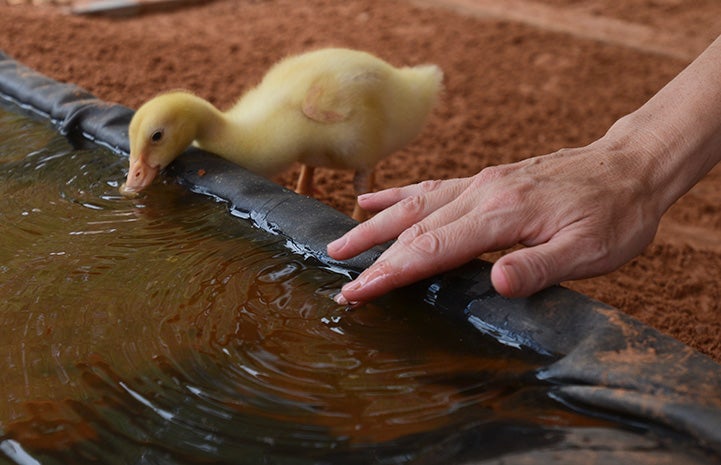 Duckling drinking from a pool with a person's hand tapping the water next to him