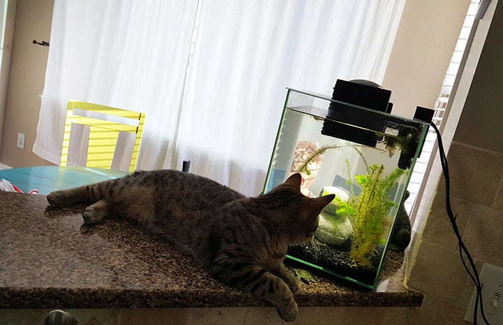 Kona the brown tabby cat looking at the fish swimming in a small aquarium