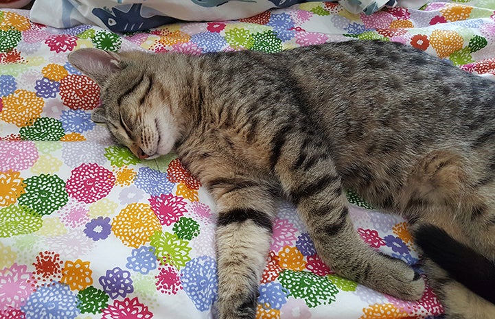 Keoni the tabby cat lying on a multi-colored blanket