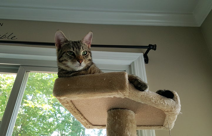 Kona the brown tabby lying on the top of a cat tree