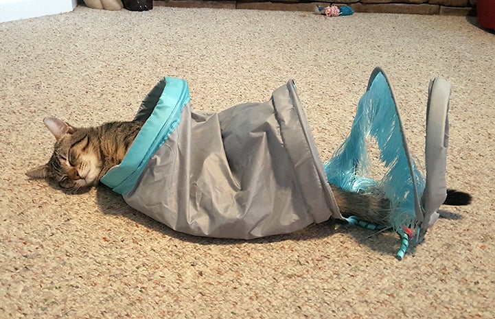 Keoni the tabby cat sleeping in a cat tube
