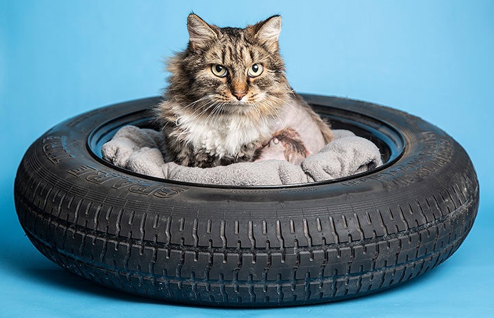 Cindy the brown tabby cat lying in a bed in the middle of a car tire