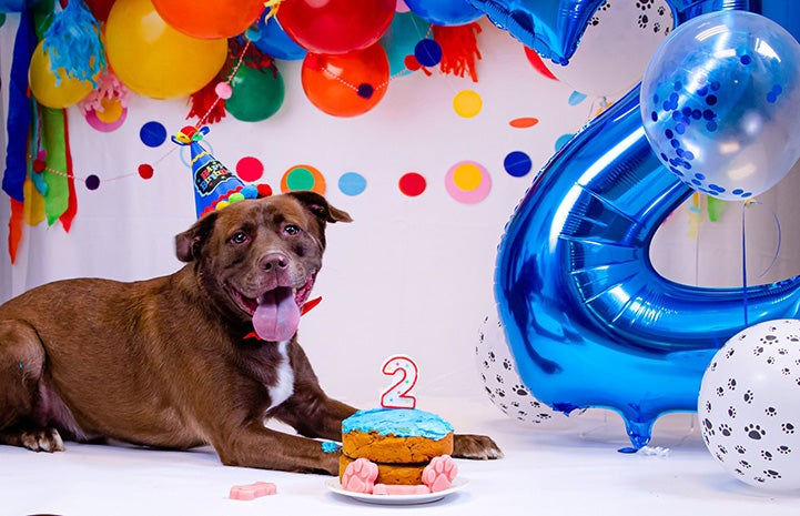 Brownie the dog wearing a party hat with a cake topped and balloons