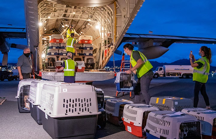 People loading crates filled with animals into the back of an airplane
