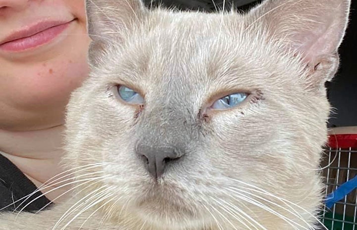 The face of  lynx point Siamese mix cat with a person behind him