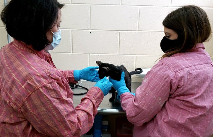 Two women performing medical exam on a kitten