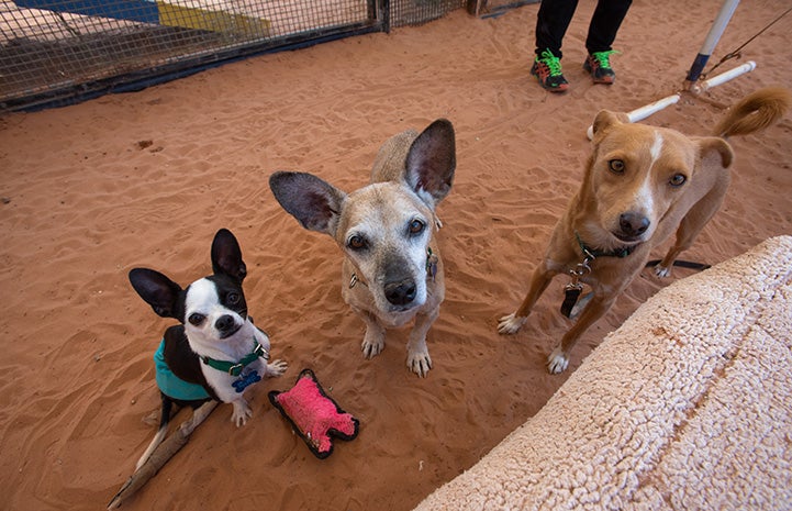 Robert Johnson the Chihuahua next to two other dogs