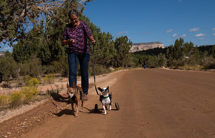 Woman taking Robert Johnson the Chihuahua for a walk in his wheelchair
