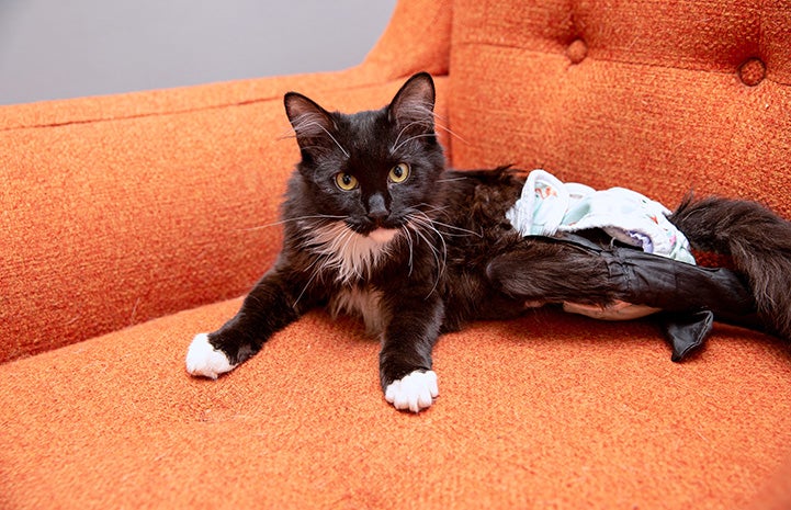 Hot Wheels the cat wearing a diaper and lying on an orange chair