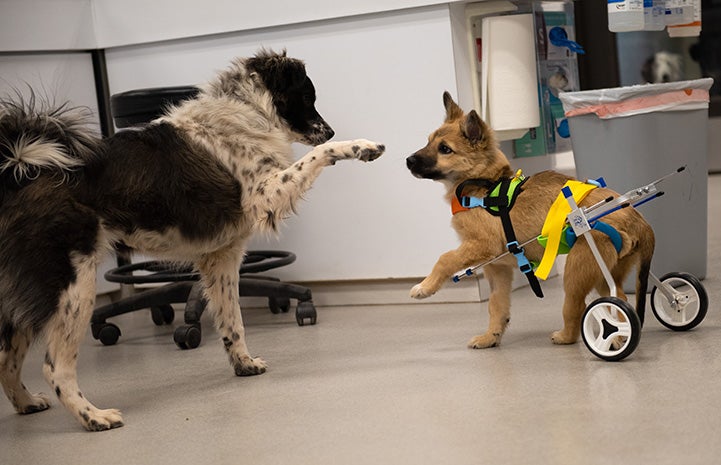 Spearmint Sally the puppy in her wheelchair, playing with another dog