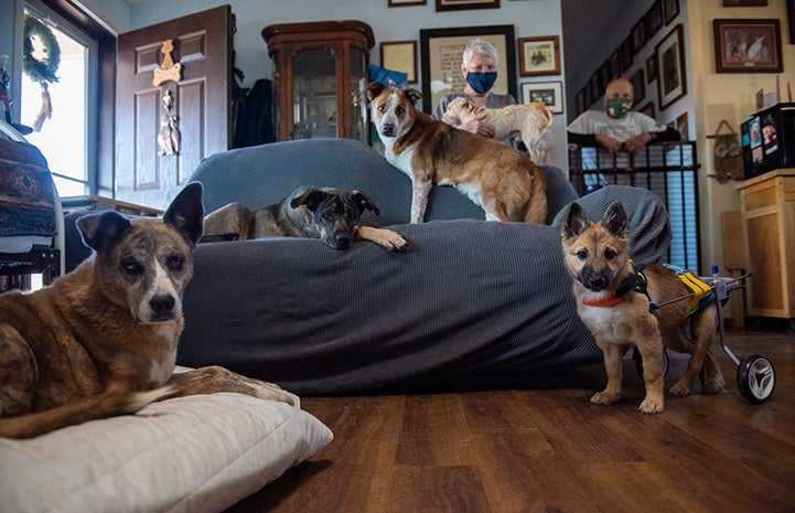 Spearmint Sally the puppy in her wheelchair posing with her foster family, including four other dogs