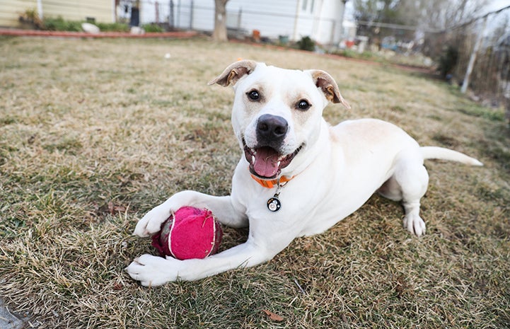 Blond dog lying in the grass with a red ball between his front legs