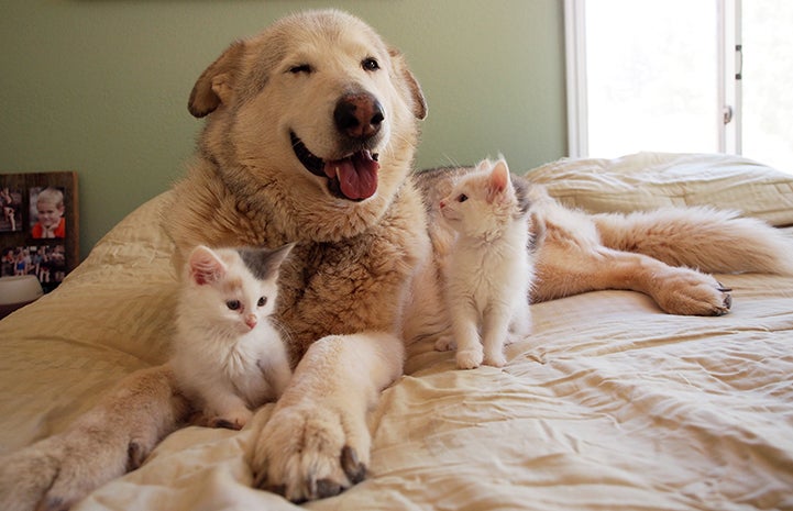 Malamute dog on a bed with two foster kittens