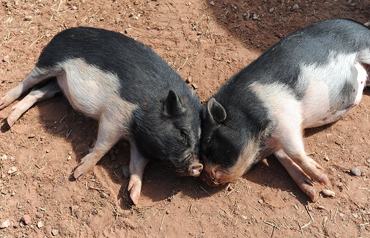Geneser and Doogie the potbellied pigs napping together with foreheads touching
