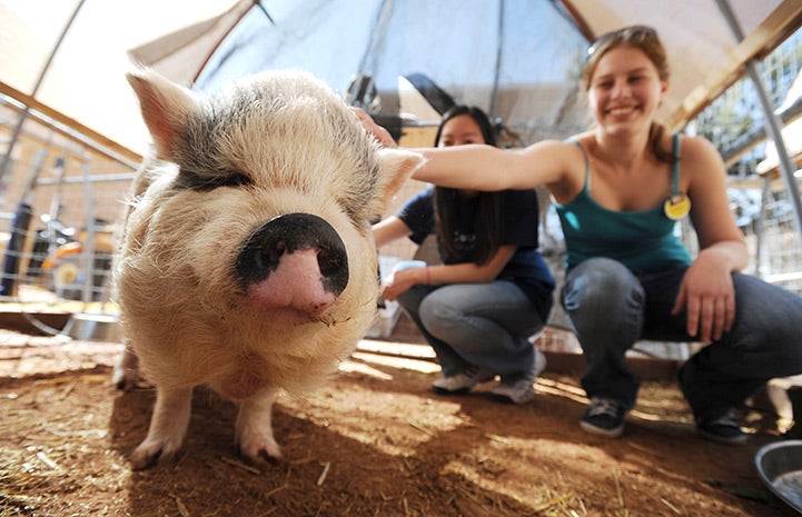Hazel the potbellied pig being petted by a UCLA volunteer