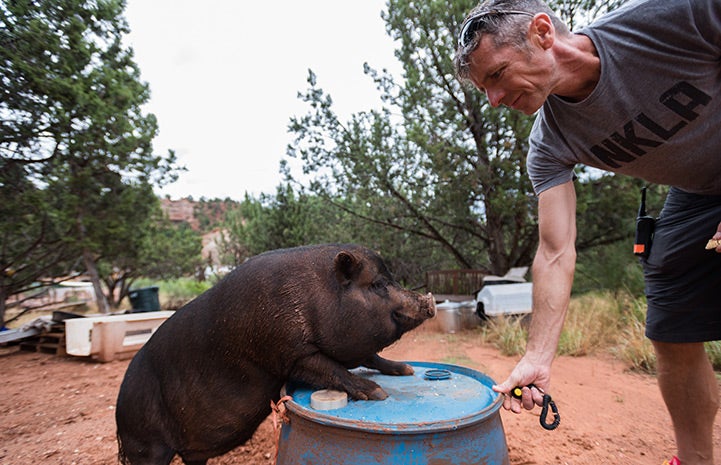 Potbellied pig Kennedy learns agility with positive reinforcement from caregiver Glenn