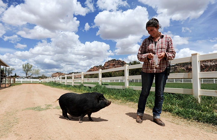 Kit the potbellied pig talking a walk with caregiver Rosalie