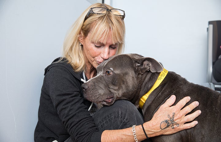 Woman giving a kiss to Frankie, a gray and white pit-bull-type dog
