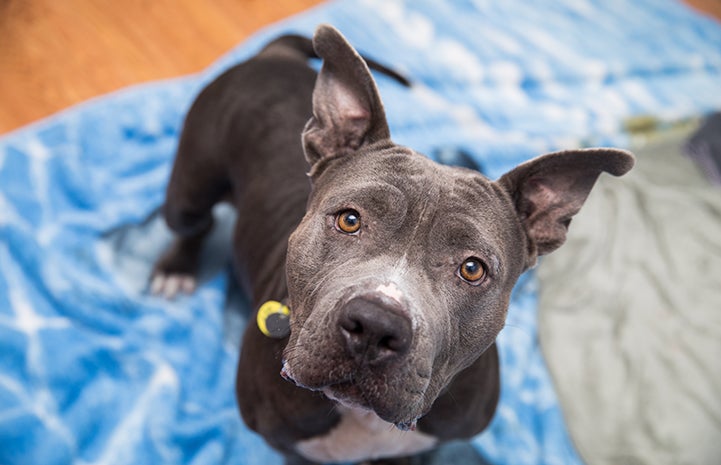 Frankie, a gray and white pit-bull-type dog with cute upright ears