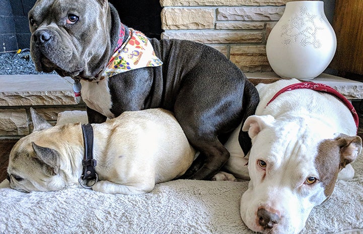 Captain with his “siblings” Ollie and Tuggy. photo by Melissa Lipani