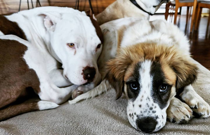 Captain Cowpants the dog lying next to a foster dog