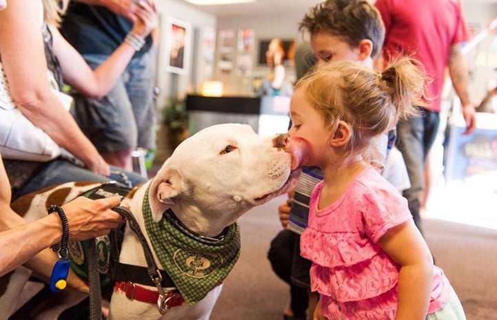 Captain Cowpants the dog giving a young girl a kiss