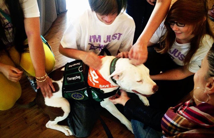 Captain Cowpants working as a therapy dog, being petted by multiple people