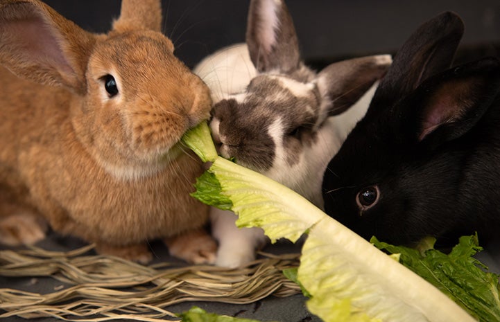 Pair of rabbits eating a piece of romaine lettuce