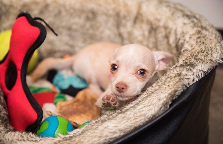 Chihuahua mix puppy lying in a bed with some toys, reaching a paw out
