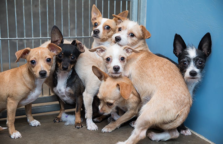 Group of shy Chihuahua mix dogs in a kennel huddled together