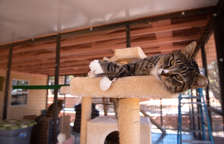 Pan the cat lying down on the top of a cat tree platform