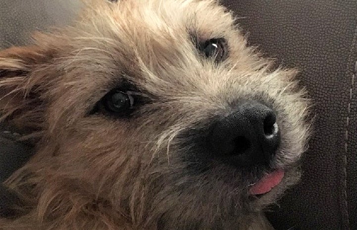 Elvis was ready to find his new home