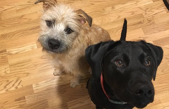 Bowie helps show Elvis the ropes