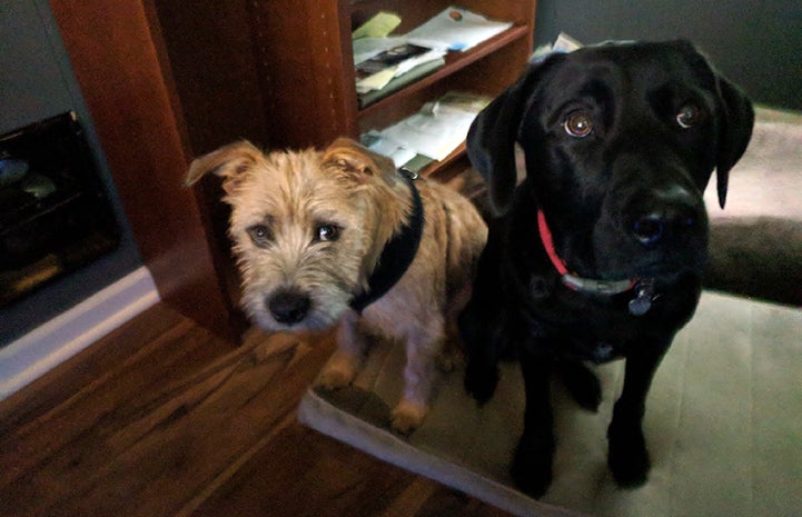 Bowie can step in and help Elvis with any of his lingering fears